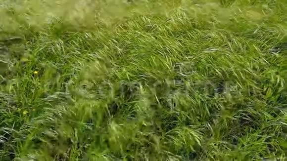 散布在田野上的野生植物视频的预览图