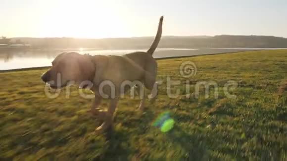 阳光明媚的一天可爱的小狗带着球在湖边奔跑视频的预览图