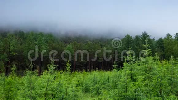 雾气蒙蒙的绿林雾气在树上移动西伯利亚泰加4k时间间隔视频的预览图