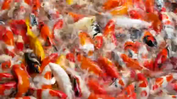 许多五颜六色的花鱼在池塘里游泳视频的预览图
