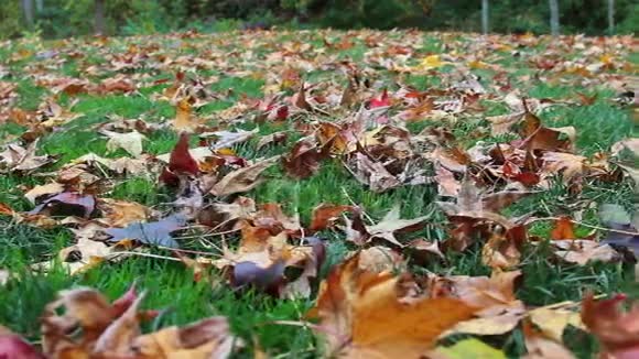 秋叶覆盖地面视频的预览图