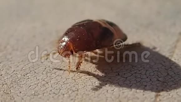 褐虫幼虫离开框架视频的预览图