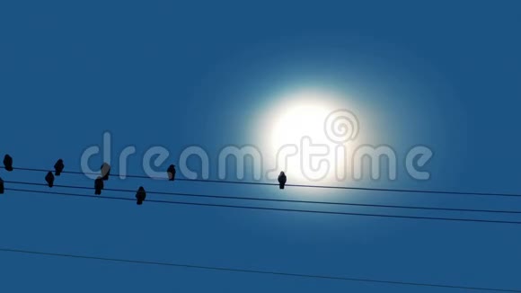 太阳前的电线上的鸟地视频的预览图
