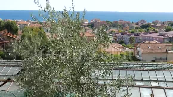 用伸缩电机从树上摘橄榄的人意大利利古里亚海滨城镇和海景意大利橄榄油视频的预览图