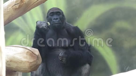 大猩猩吃蔬菜大猩猩吃午餐大猩猩视频的预览图
