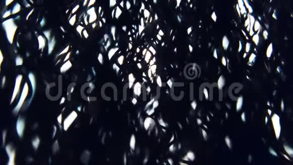 柔和的阳光透过松树针照射空气宏观封闭慢速运动架聚焦视频的预览图