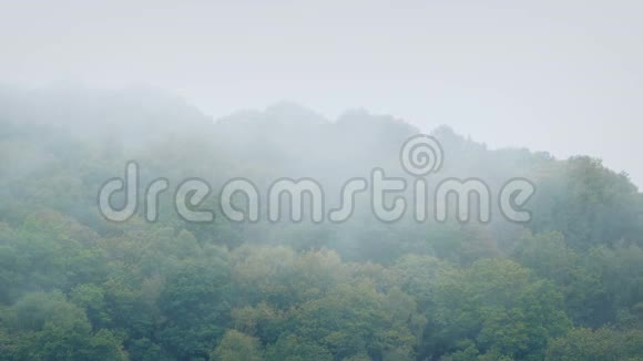 薄雾笼罩着森林树潮视频的预览图