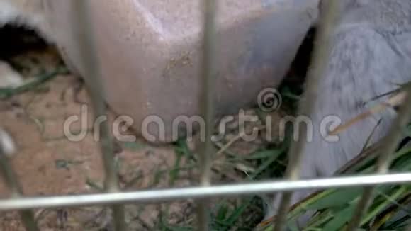 笼子里的兔子吃草视频的预览图