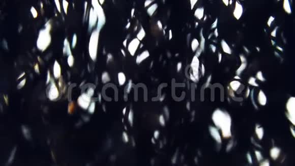 柔和的阳光透过松树针照射空气宏观封闭慢速运动架聚焦视频的预览图