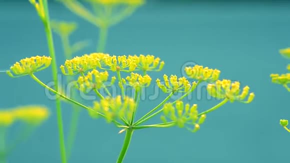 黄色花的花序在蓝色背景下鳃视频的预览图