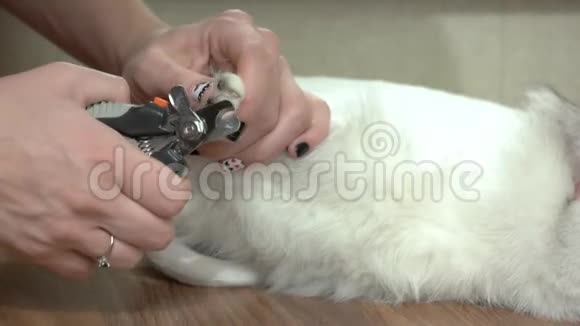 手使用猫指甲剪刀视频的预览图