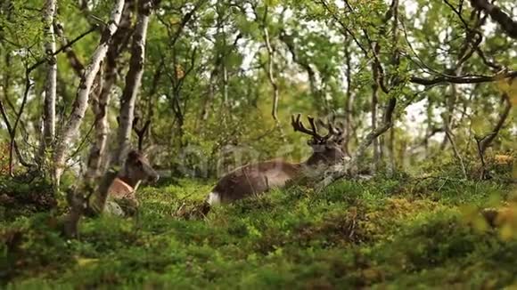 美丽的鹿躺在森林的空地上视频的预览图