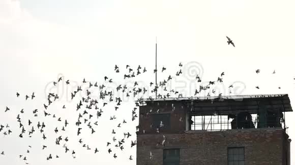 旧的废弃建筑屋顶和成群的鸟视频的预览图
