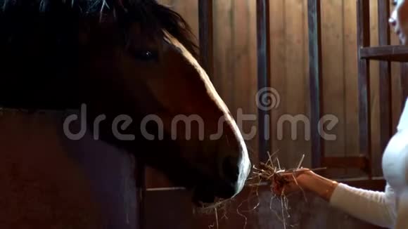 年轻女子在农场的马厩里用干草喂马马厩里的女人视频的预览图
