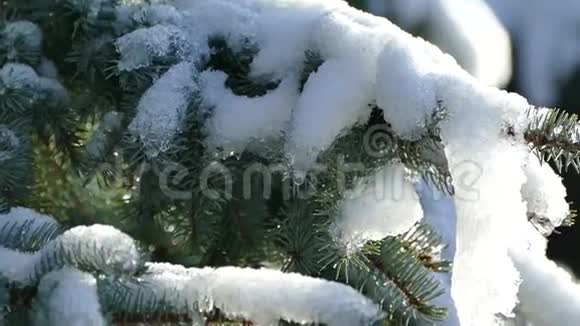 在圣诞树上融化的雪冬天解冻水滴从树枝上掉下来视频的预览图