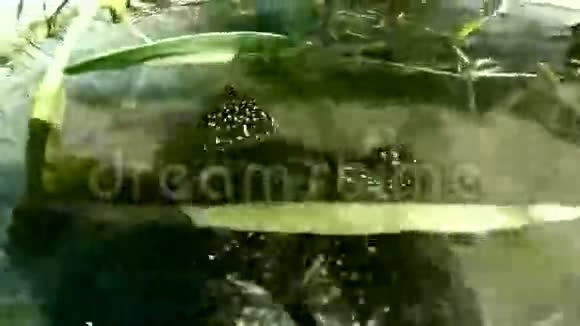 海龟漂浮在水中视频的预览图