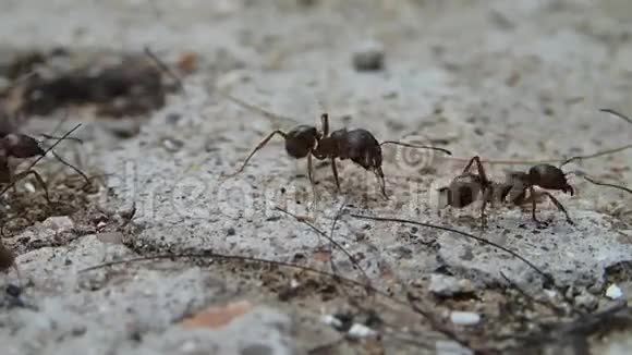 蚂蚁四处张望视频的预览图