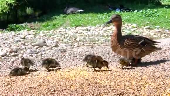 鸭子和几个新生婴儿视频的预览图