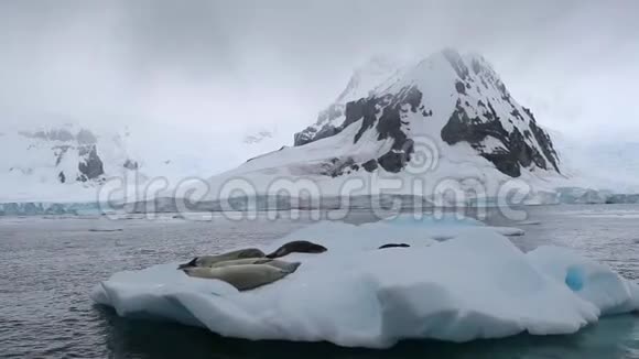 一群海豹躺在漂浮的冰川表面安德列夫视频的预览图