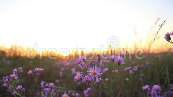 夕阳下的紫薇色秋田花视频的预览图