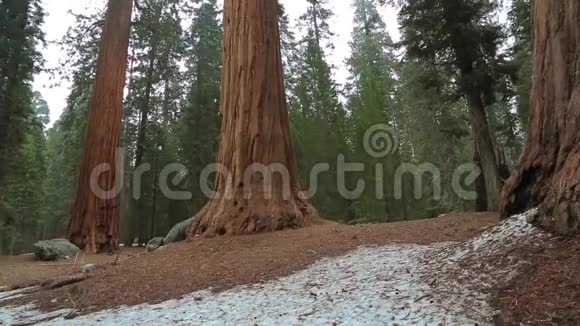 在约塞米蒂公园修剪巨大的红杉树视频的预览图