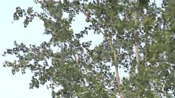 雏鸟在树冠上躲避狂风视频的预览图