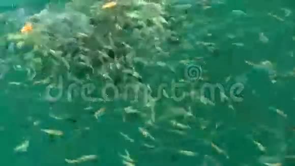 海鱼视频的预览图