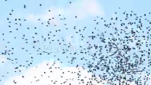 一千只雏鸟从树上飞来视频的预览图
