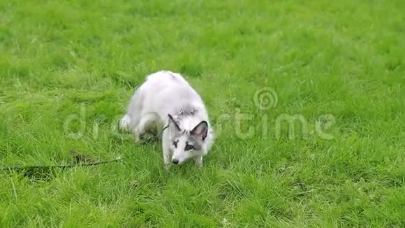 穿着马具的红白狐在绿色的草坪上玩耍很有趣视频的预览图