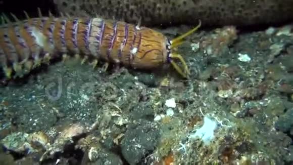 在伦贝海峡白天水上捕食性多毛虫尤尼斯蚜虫在沙地上爬行视频的预览图