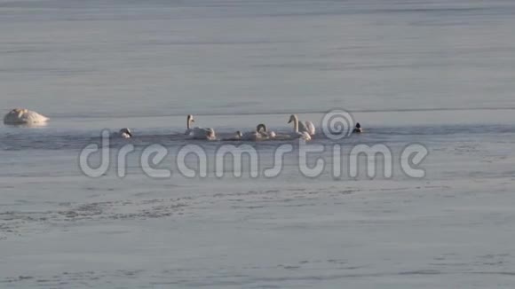 苔原天鹅在浅水中觅食视频的预览图