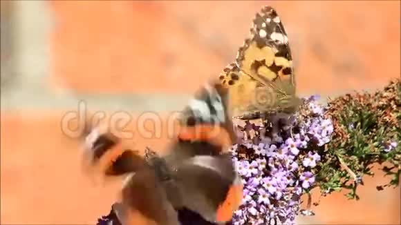 花上的两只蝴蝶视频的预览图