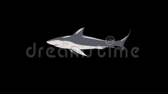 灰鲨游泳圈视频的预览图