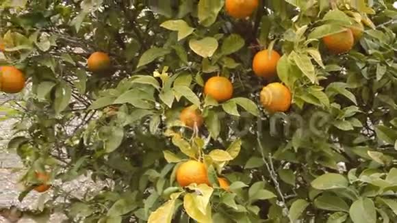 橙树全手持视频的预览图