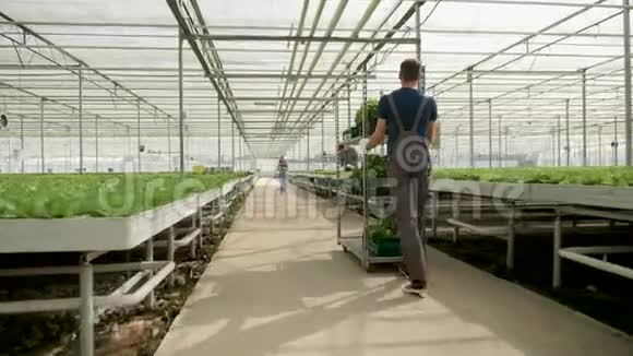 农民在温室里用现代技术种植蔬菜视频的预览图