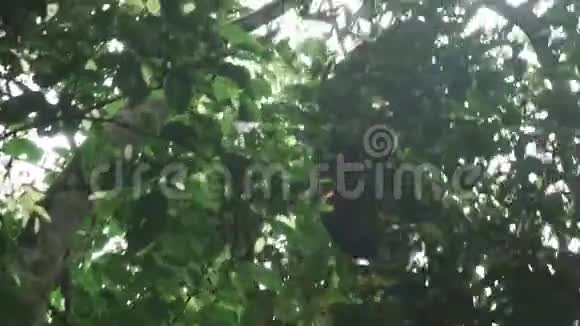 森林中的黑猩猩爬上树视频的预览图