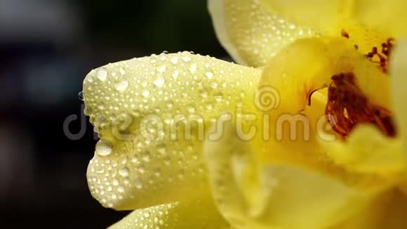黄色玫瑰花瓣上的雨滴宏视频的预览图