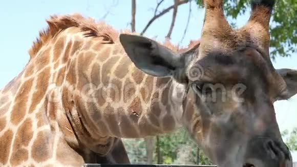长颈鹿在国家公园视频的预览图
