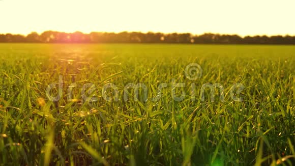 日落背景下的草地特写焦点从前景转移到后面和后面视频的预览图