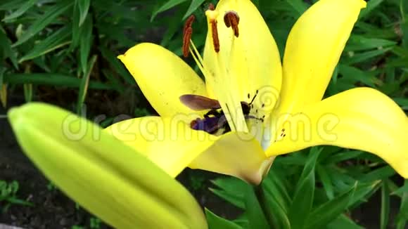 大黄蜂坐在黄色开花的百合上视频的预览图
