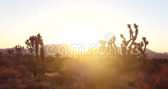 时间流逝加州沙漠乔舒亚树国家公园日落视频的预览图