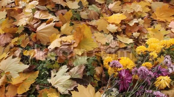 落叶和一束菊花视频的预览图