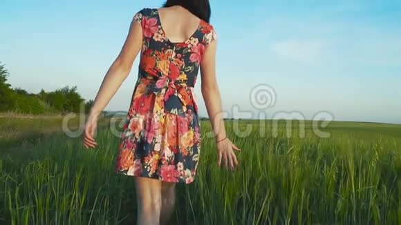 美丽迷人的欧洲女孩长腿短裙带花走在黑麦田里抚摸黑麦的尖刺视频的预览图