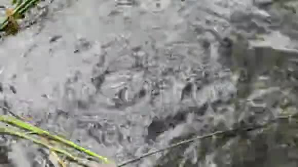 德国埃菲尔地区火山湖拉谢湖活跃从地上冒出来的气泡视频的预览图