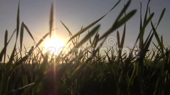 旭日东升的背景下的农业领域视频的预览图