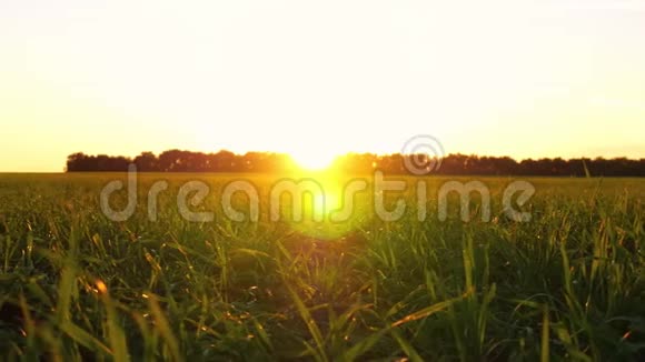 日出时公园阳光下的草地近景视频的预览图