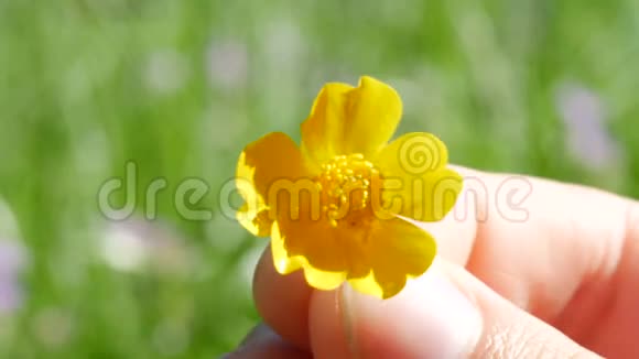 特写女子的手手中捧着一朵花在一片色域上从一只手到另一只手视频的预览图
