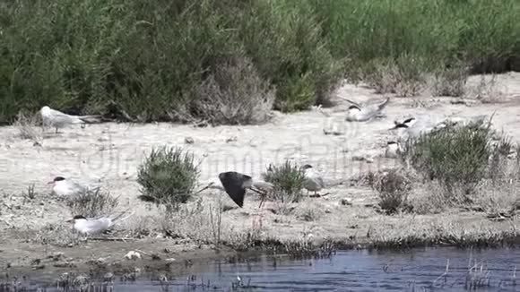 一只长腿在水中栖息的鸟视频的预览图