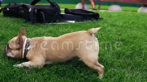 小狗在草地上玩耍气喘吁吁快乐的狗在公园里享受时光视频的预览图