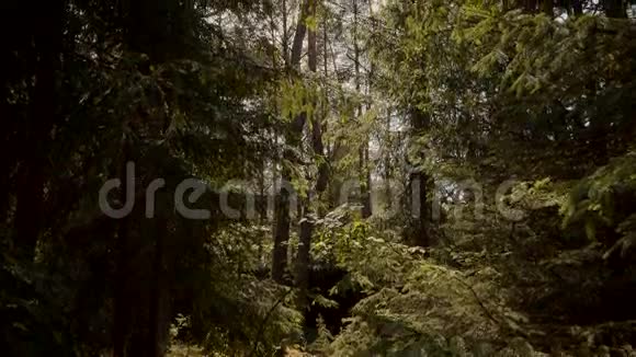 云杉和松树的神奇绿色森林视频的预览图